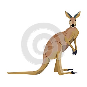 Big red Australian kangaroo. Wild animals of Australia. Fauna. Endemic species. Vector illustration